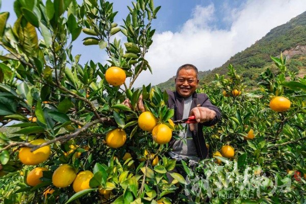 早熟臍橙迎豐收 電商助力促銷(xiāo)售